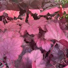 HEUCHERA Primo Wild Rose