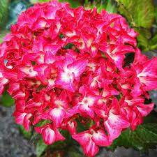 HYDRANGEA M. RED ANGEL