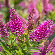 Hebe Donna Eva  3 Ltr Pot - Shrubs - Windyridge Garden Centre