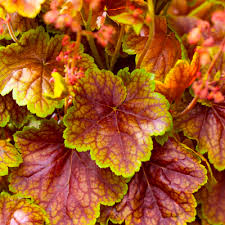 Heuchera Eternal Flame - Herbaceous - Windyridge Garden Centre
