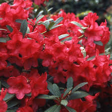 Rhododendron Elizab. Red Foliage  (5 Ltr pot)