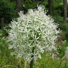 Allium Mount Everest