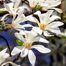 Magnolia stellata  7.5 Ltr pot