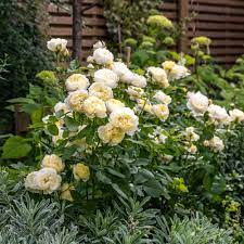 Rosa Vanessa Bell 6L