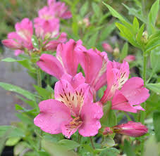 Alstroemeria Sp. Summer Rose - Herbaceous - Windyridge Garden Centre