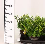 Ilex cren. Dark Green