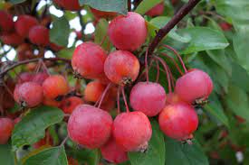 Malus Everest - Trees - Windyridge Garden Centre