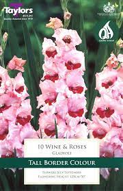 GLADIOLI WINE & ROSES
