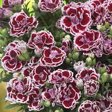 DIANTHUS-sunflor-Bianca-Flower-1