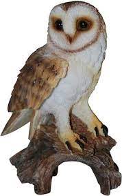 Real Life Barn Owl B