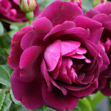 Rosa Burgundy Ice