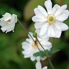 Anemone Whirlwind - Herbaceous - Windyridge Garden Centre