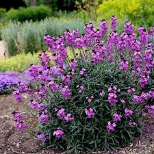 Erysimum Bowles Mauve 3ltr pots
