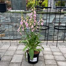 Digitalis Lucas Xxl Pink - Herbaceous - Windyridge Garden Centre