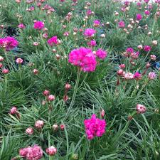 Armeria maritima splendens