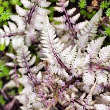 Athyrium Silver Falls