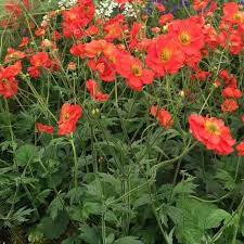 Geum 'Scarlet Tempest' - Herbaceous - Windyridge Garden Centre