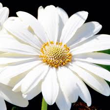 Osteospermum ecklonis Snow Pixie