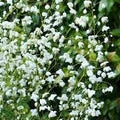 White Meadow Rue (Thalictrum Splendide White) - Herbaceous - Windyridge Garden Centre