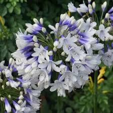 Agapanthus africanus Twister
