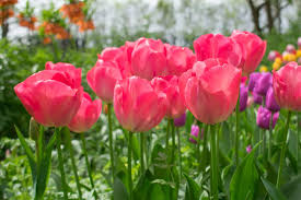 Tray Tulipa Van Eijk 10 - Bulbs - Windyridge Garden Centre