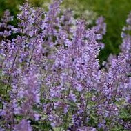 Nepeta Six Hills Giant - Herbaceous - Windyridge Garden Centre