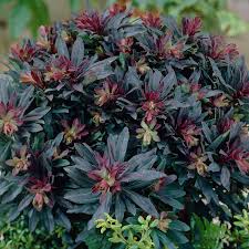 EUPHORBIA A. PURPUREA