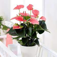 Anthurium and. Pink Champion  P17