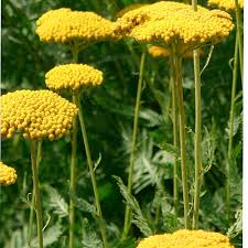 Achillea Coronation Gold - Herbaceous - Windyridge Garden Centre