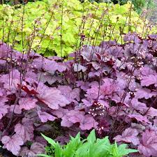 Heuchera Georgia Plum