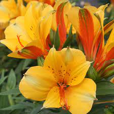 Alstroemeria-Colorita-Lisa-Flower