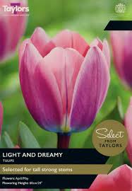 TULIP LIGHT AND DREAMY 7