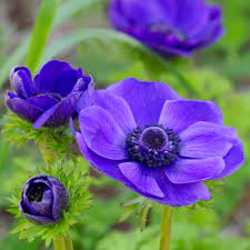 ANEMONE MR. FOKKER X 10