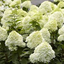 Hydrangea Pan. Limelight - Shrubs - Windyridge Garden Centre