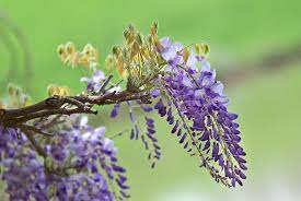 Wisteria Brach. Okayama - Climbers - Windyridge Garden Centre
