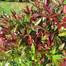 Leucothoe Zeblid