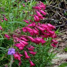 PENSTEMON Garnet
