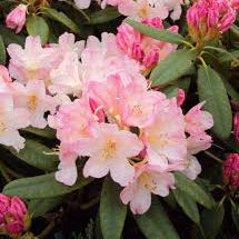 Rhododendron (Y) Percy Wiseman - Shrubs - Windyridge Garden Centre