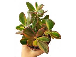 Crassula ovata Sunset Magic SuPure