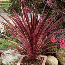 Cabbage-Palm-(Cordyline-Australis-Red-Star)-Planted-1
