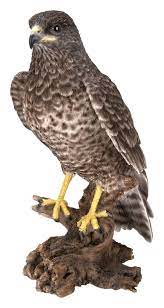 RL Common Buzzard B