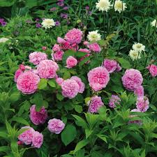 Rosa Gertrude Jekyll