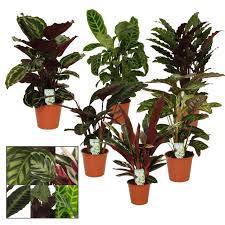 Calathea You & Me mix  P17
