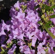 Rhododendron Snipe