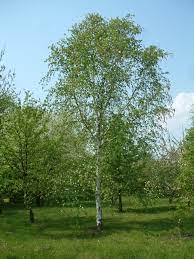 BETULA UTILIS JAQUEMONTII CLT 130 H 150 +  CM     PARACADUTE