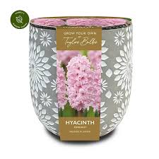 ENGRAVED STONE HYACINTH PLANTER 3