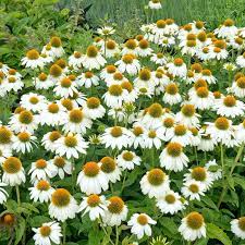 Echinacea PowWow White