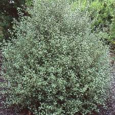 PITTOSPORUM Silver Sheen