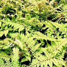 Athyrium Otophorum Okanum - Herbaceous - Windyridge Garden Centre