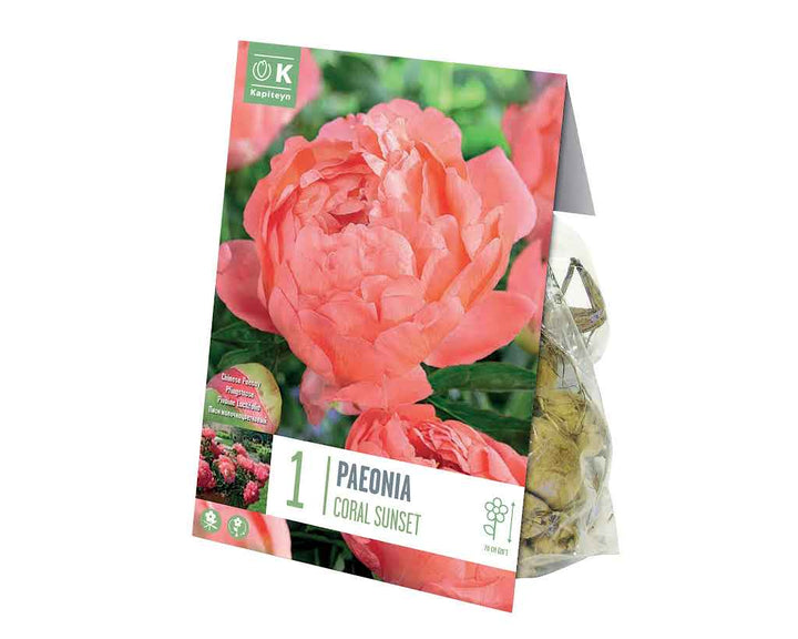 Paeonia Coral Sunset - Bulbs - Windyridge Garden Centre